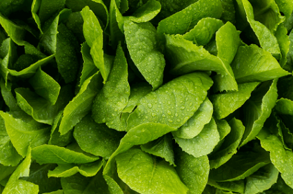 E. Coli Tainted Lettuce Still Poses a Risk